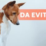 12 cose che non devi fare con il tuo cane