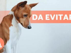 12 cose che non devi fare con il tuo cane