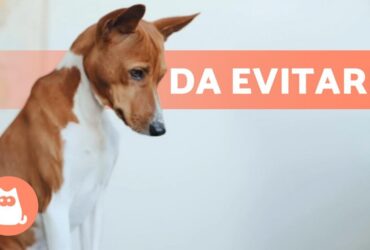 12 cose che non devi fare con il tuo cane